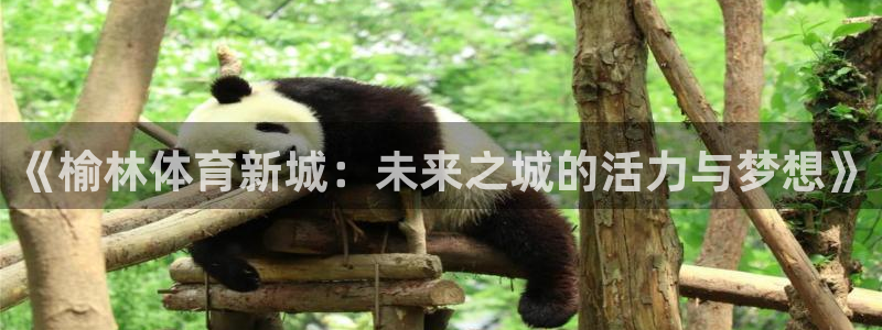 雷鸟体育APP下：《榆林体育新城：未来之城的活力与梦想》